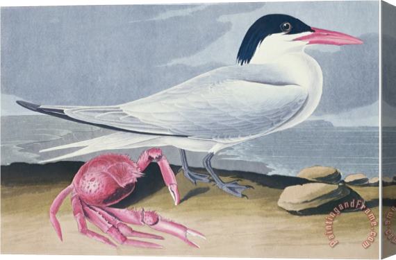 John James Audubon Audubon Cayenne Tern Stretched Canvas Print / Canvas Art