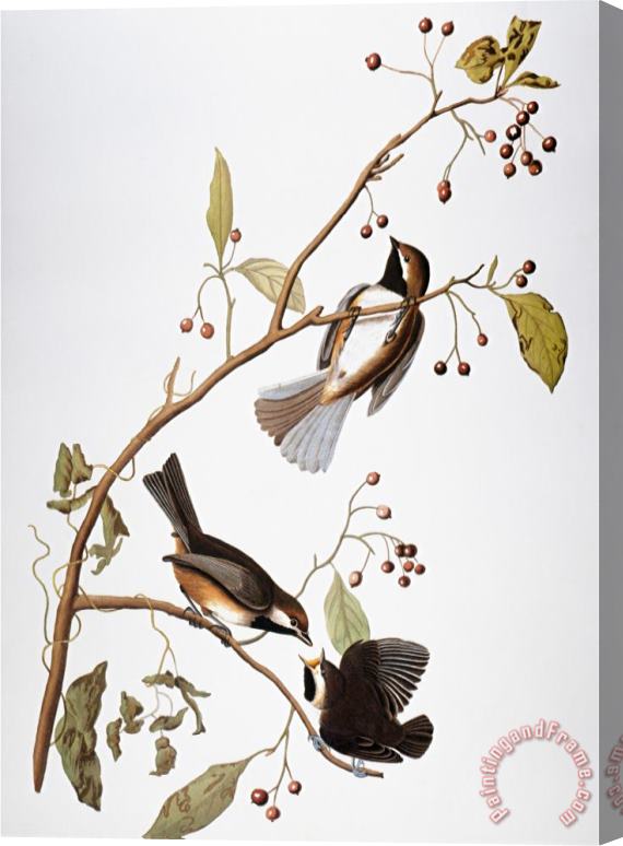 John James Audubon Audubon Chickadee Stretched Canvas Print / Canvas Art