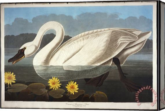 John James Audubon Audubon Common American Swan Whistling Swan Stretched Canvas Print / Canvas Art