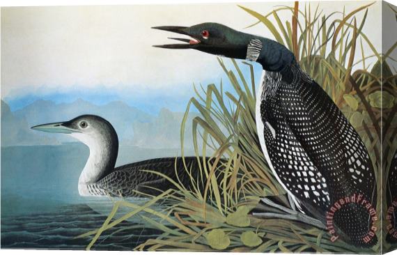 John James Audubon Audubon Common Loon Stretched Canvas Painting / Canvas Art