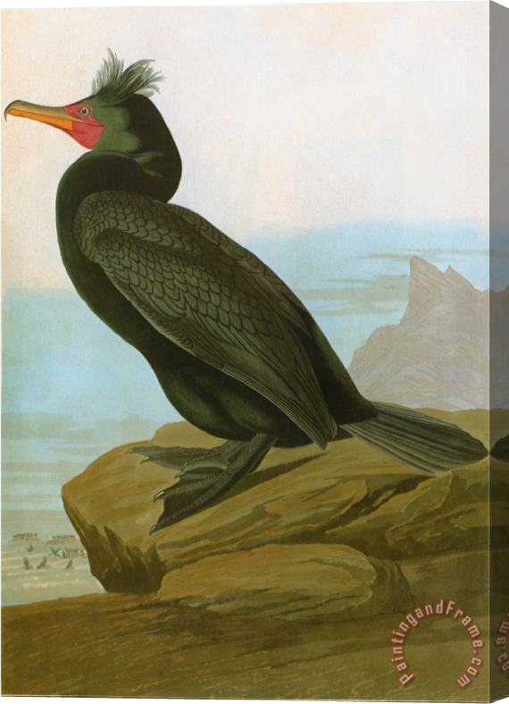 John James Audubon Audubon Cormorant Stretched Canvas Print / Canvas Art