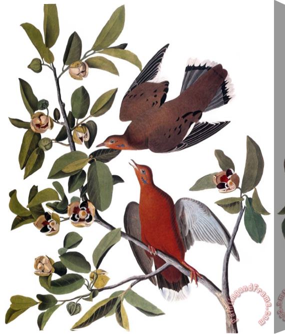 John James Audubon Audubon Dove 1827 38 Stretched Canvas Painting / Canvas Art