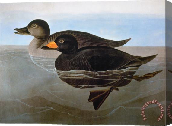 John James Audubon Audubon Duck 1827 Stretched Canvas Print / Canvas Art