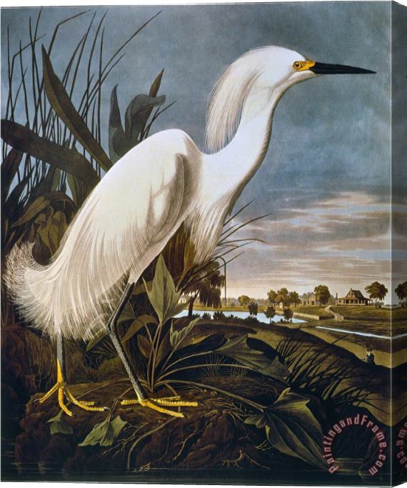 John James Audubon Audubon Egret Stretched Canvas Print / Canvas Art