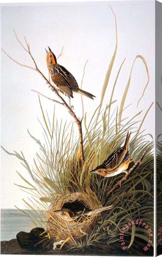 John James Audubon Audubon Finch Stretched Canvas Print / Canvas Art