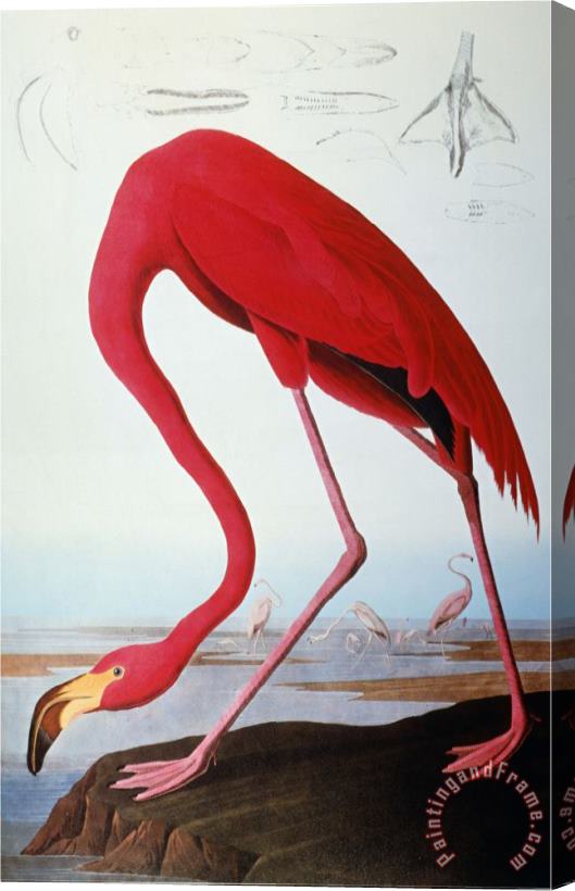 John James Audubon Audubon Flamingo 1827 Stretched Canvas Print / Canvas Art