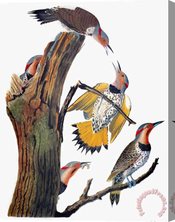John James Audubon Audubon Flicker Stretched Canvas Painting / Canvas Art