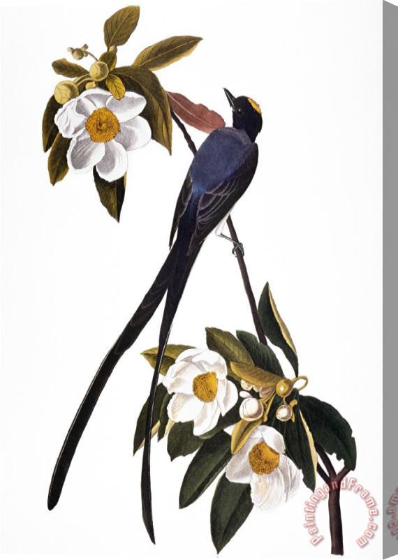 John James Audubon Audubon Flycatcher 1827 Stretched Canvas Print / Canvas Art