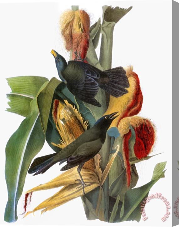John James Audubon Audubon Grackle Stretched Canvas Print / Canvas Art