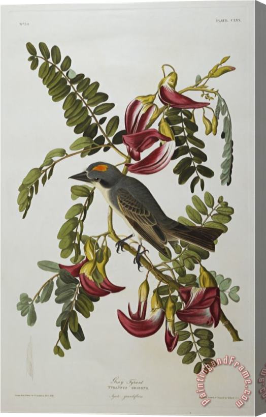 John James Audubon Audubon Gray Tyrant Gray Kingbird Stretched Canvas Painting / Canvas Art