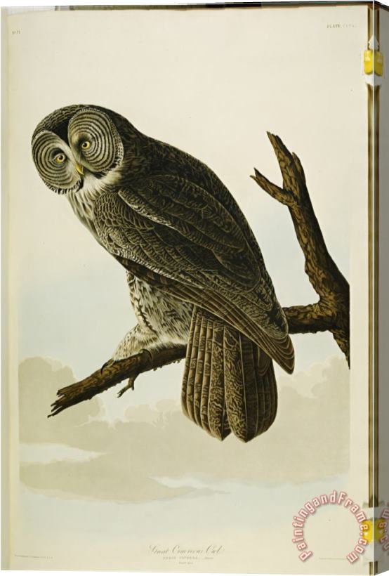 John James Audubon Audubon Great Cinereous Owl From The Birds of America Stretched Canvas Painting / Canvas Art
