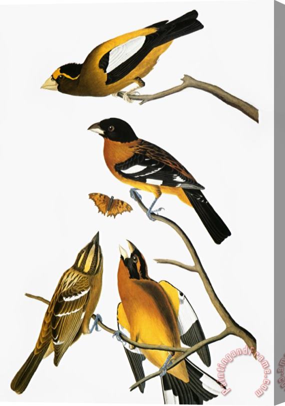 John James Audubon Audubon Grosbeak Stretched Canvas Print / Canvas Art