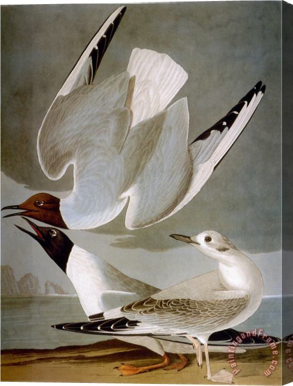 John James Audubon Audubon Gull Stretched Canvas Print / Canvas Art