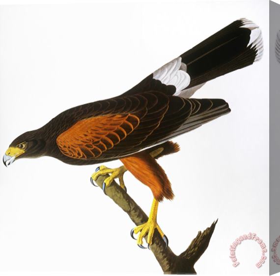 John James Audubon Audubon Hawk 1827 Stretched Canvas Print / Canvas Art