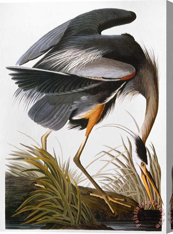 John James Audubon Audubon Heron Stretched Canvas Painting / Canvas Art