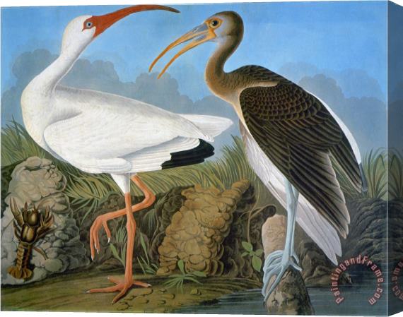 John James Audubon Audubon Ibis Stretched Canvas Print / Canvas Art