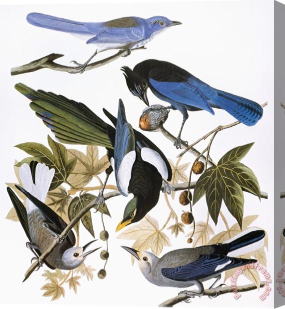 John James Audubon Audubon Jay And Magpie Stretched Canvas Print / Canvas Art