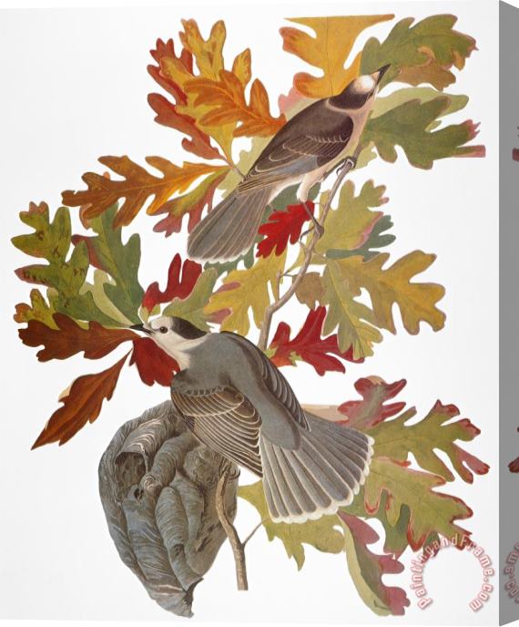 John James Audubon Audubon Jay Stretched Canvas Print / Canvas Art
