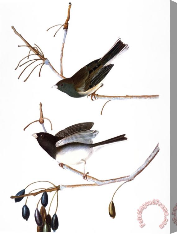 John James Audubon Audubon Junco 1827 Stretched Canvas Print / Canvas Art