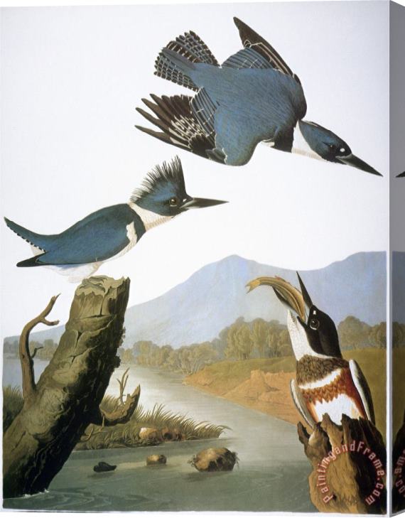 John James Audubon Audubon Kingfisher 1827 Stretched Canvas Painting / Canvas Art