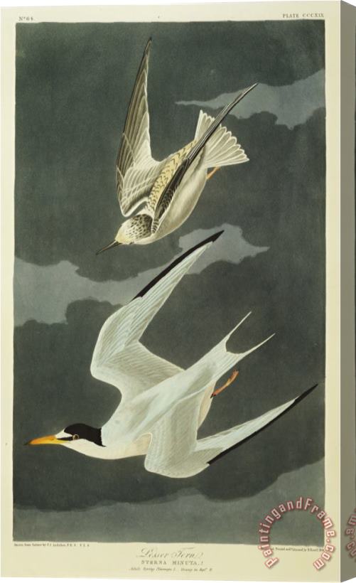 John James Audubon Audubon Lesser Tern Little Tern Stretched Canvas Print / Canvas Art