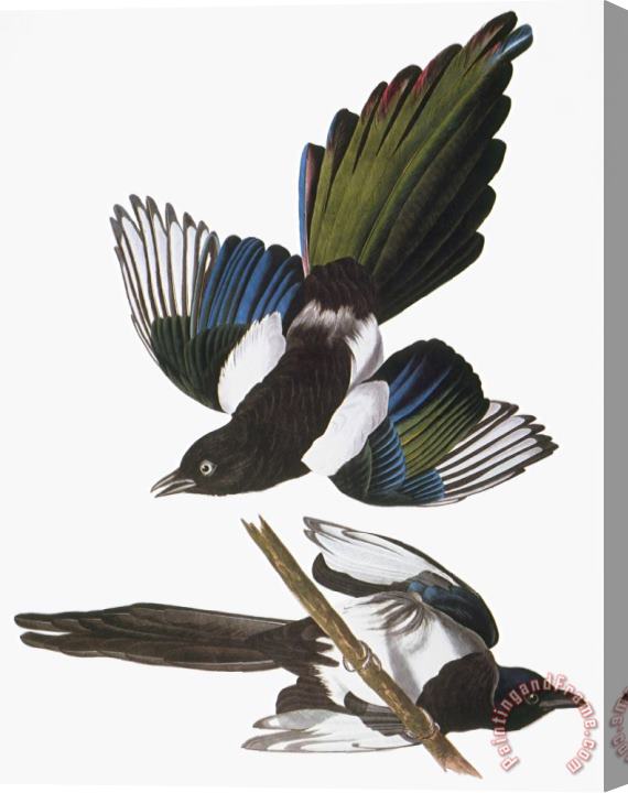 John James Audubon Audubon Magpie Stretched Canvas Print / Canvas Art