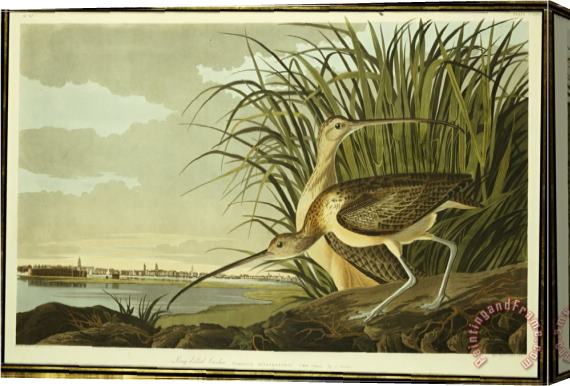 John James Audubon Audubon Male And Female Long Billed Curlew Stretched Canvas Painting / Canvas Art