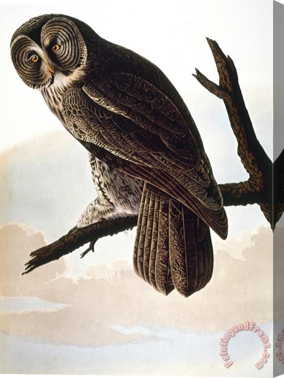 John James Audubon Audubon Owl Stretched Canvas Print / Canvas Art