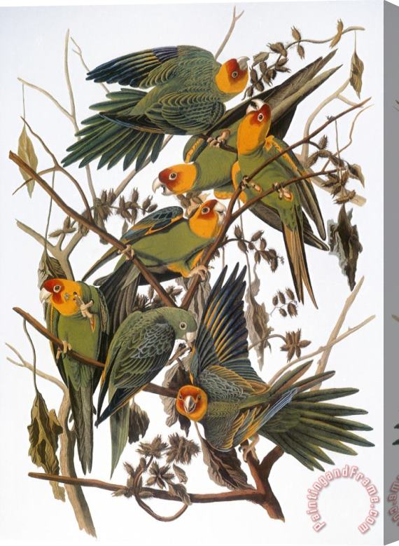 John James Audubon Audubon Parakeet Stretched Canvas Print / Canvas Art