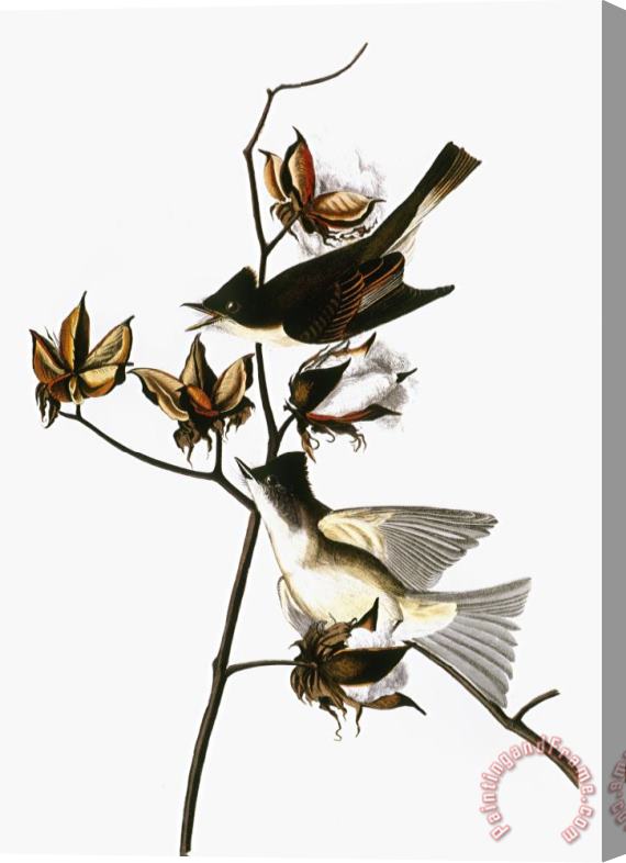 John James Audubon Audubon Phoebe Stretched Canvas Print / Canvas Art