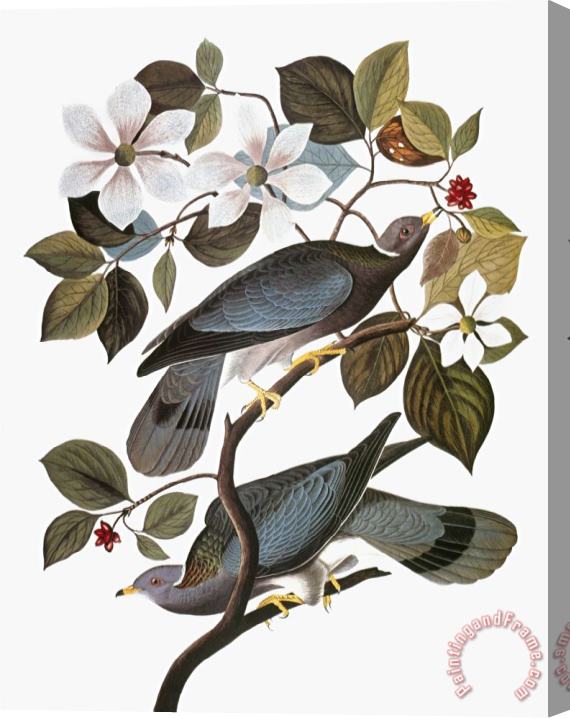 John James Audubon Audubon Pigeon Stretched Canvas Painting / Canvas Art