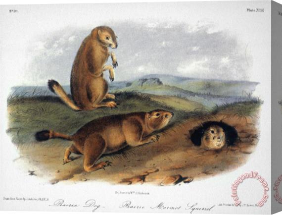 John James Audubon Audubon Prairie Dog 1844 Stretched Canvas Painting / Canvas Art