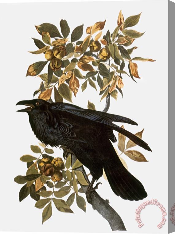 John James Audubon Audubon Raven Stretched Canvas Painting / Canvas Art