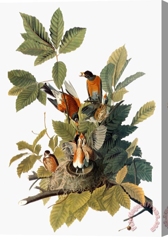 John James Audubon Audubon Robin Stretched Canvas Print / Canvas Art