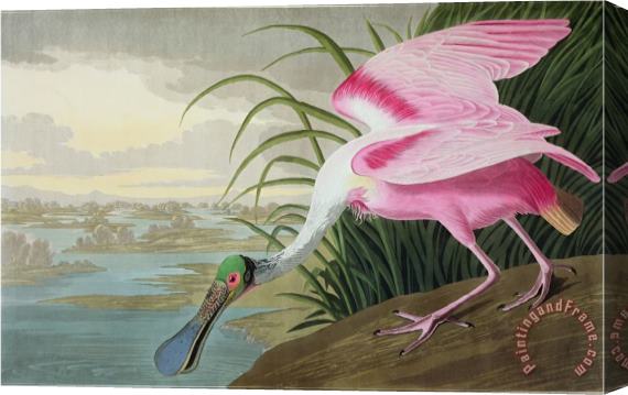 John James Audubon Audubon Roseate Spoonbill Platalea Leucorodia From The Birds of America 1836 Stretched Canvas Painting / Canvas Art