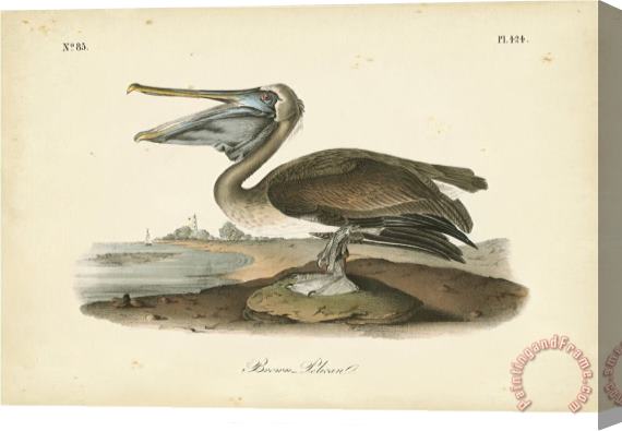 John James Audubon Audubon S Brown Pelican Stretched Canvas Print / Canvas Art