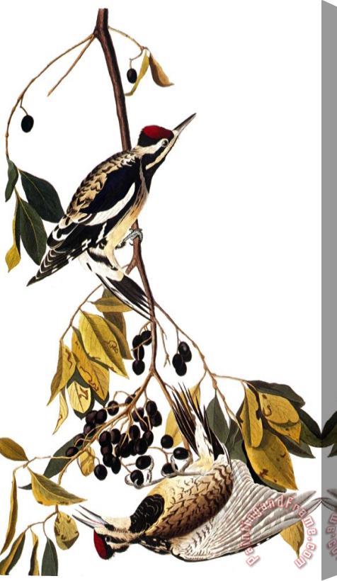 John James Audubon Audubon Sapsucker 1827 38 Stretched Canvas Print / Canvas Art