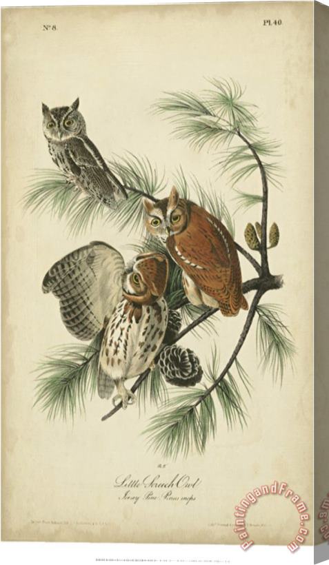 John James Audubon Audubon Screech Owl Stretched Canvas Painting / Canvas Art