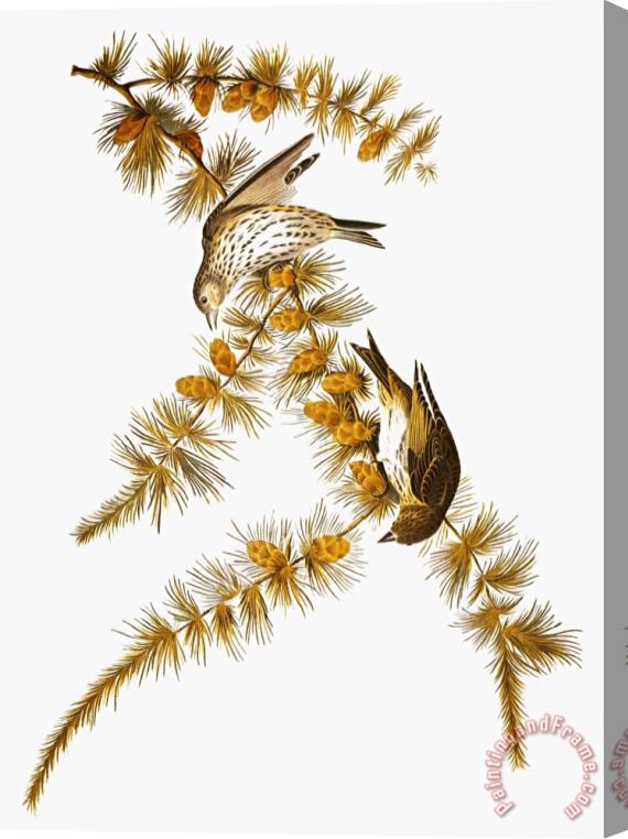 John James Audubon Audubon Siskin Stretched Canvas Print / Canvas Art