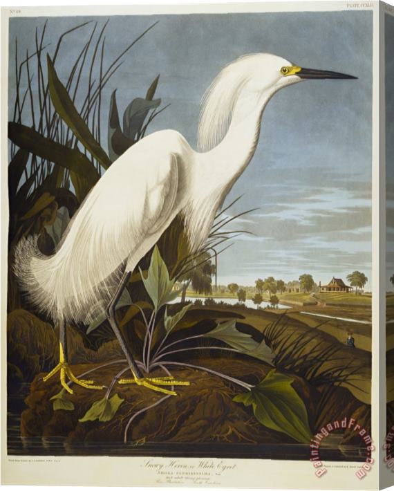 John James Audubon Audubon Snowy Heron Or White Egret Snowy Egret Stretched Canvas Print / Canvas Art