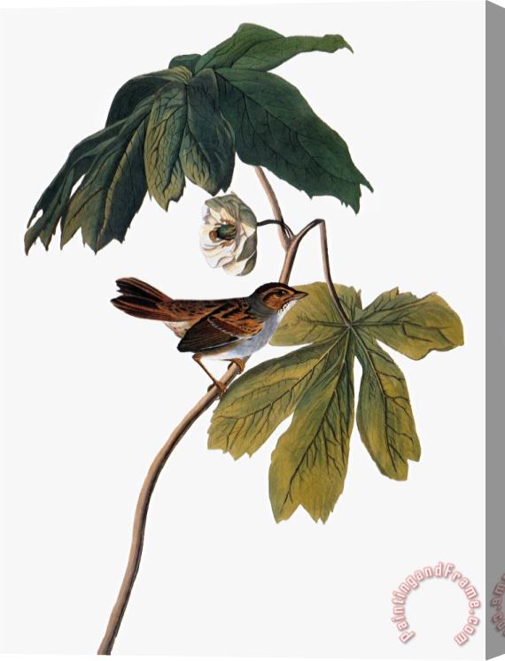 John James Audubon Audubon Sparrow 1827 38 Stretched Canvas Print / Canvas Art