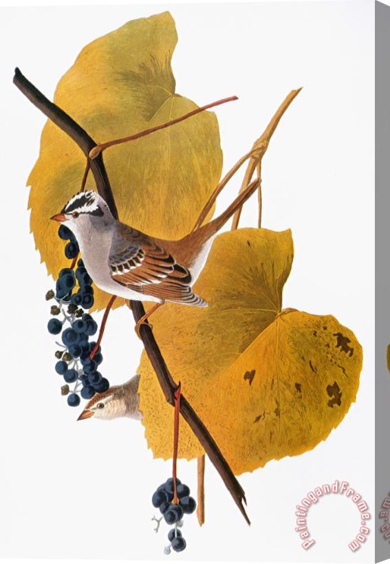 John James Audubon Audubon Sparrow Stretched Canvas Print / Canvas Art