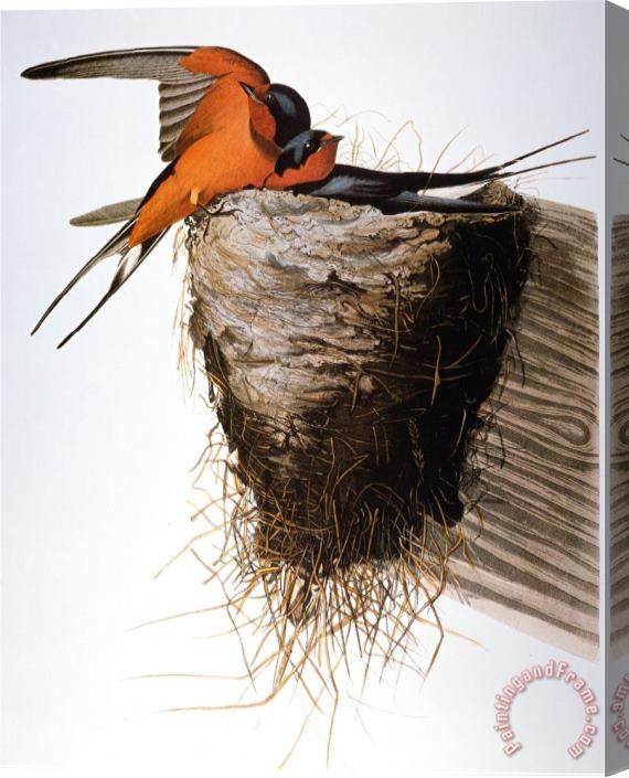 John James Audubon Audubon Swallow Stretched Canvas Print / Canvas Art