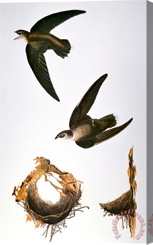 John James Audubon Audubon Swift Stretched Canvas Print / Canvas Art