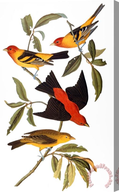 John James Audubon Audubon Tanager 1827 Stretched Canvas Painting / Canvas Art