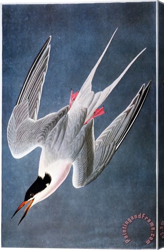 John James Audubon Audubon Tern Stretched Canvas Print / Canvas Art