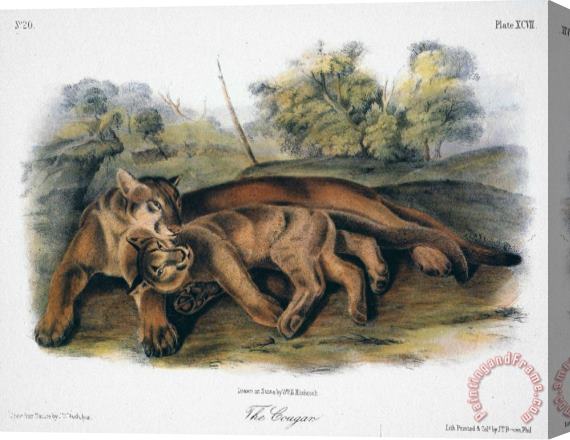 John James Audubon Audubon The Cougar Stretched Canvas Print / Canvas Art