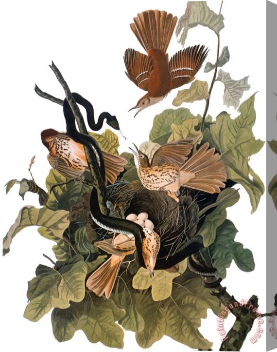John James Audubon Audubon Thrasher Stretched Canvas Print / Canvas Art