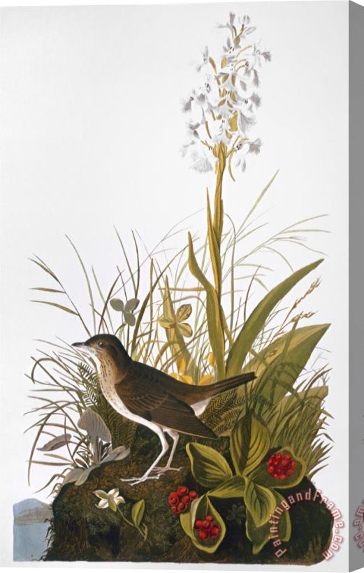 John James Audubon Audubon Thrush Stretched Canvas Print / Canvas Art