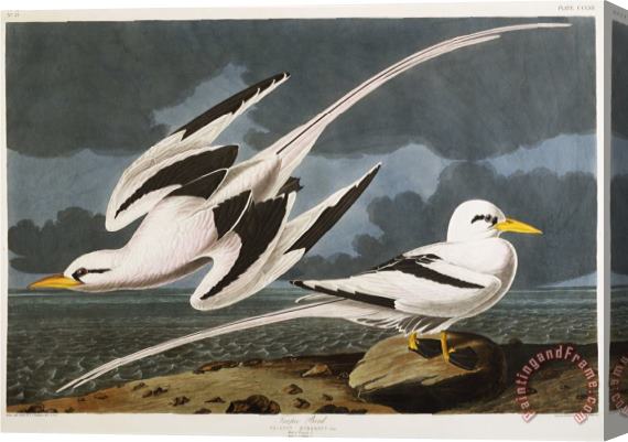 John James Audubon Audubon Tropic Bird Stretched Canvas Print / Canvas Art
